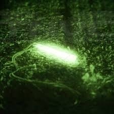 ChemLight Tactical Light – Reliable Glow Stick for Emergency & Tactical Use