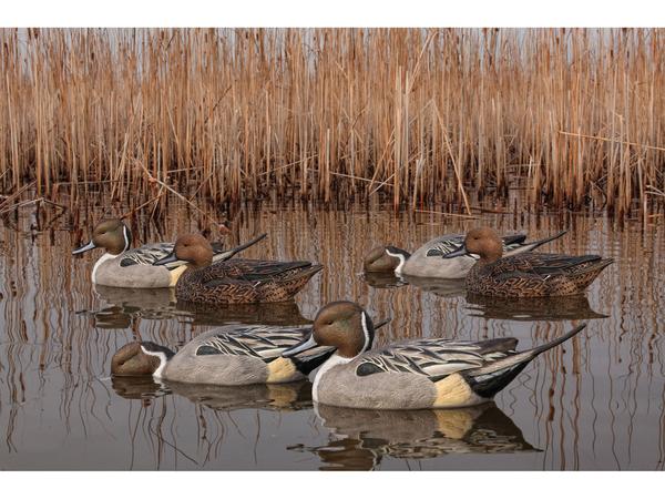 duck decoys Pakistan, pintail duck decoys, hunting decoys for sale, waterfowl decoys, duck hunting equipment, decoys for wetlands, bird hunting Pakistan, realistic duck decoys, floating duck decoy set, pintail decoys set of 6, shikar duck decoy, murghi ka shikar saman
