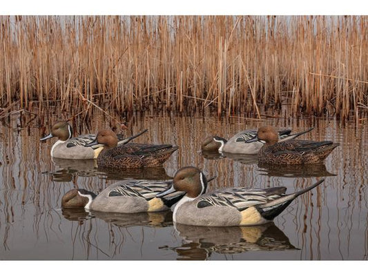 duck decoys Pakistan, pintail duck decoys, hunting decoys for sale, waterfowl decoys, duck hunting equipment, decoys for wetlands, bird hunting Pakistan, realistic duck decoys, floating duck decoy set, pintail decoys set of 6, shikar duck decoy, murghi ka shikar saman
