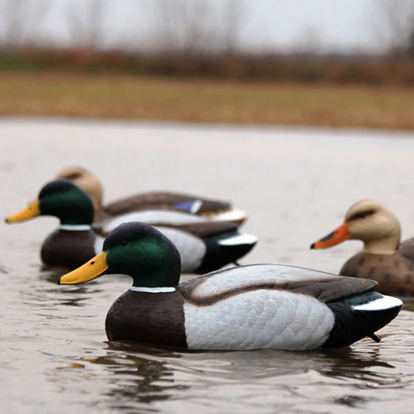 mallard duck decoys Pakistan, hunting duck decoys, waterfowl decoys set, floating duck decoys, duck hunting essentials, murghi ka shikar saman, bird decoy Pakistan, decoy ducks, shikar ke liye decoy, realistic duck models, hunting tools for birds

